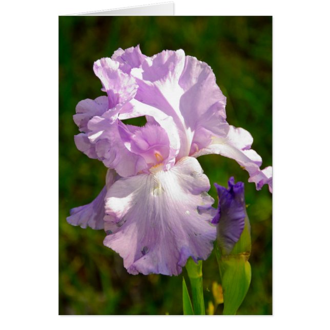 Cartão Coleção "Iris de manhã" (Frente)