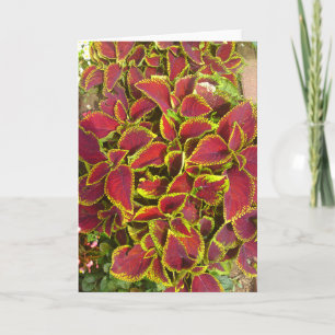 Cartão Coleus Flower Patch Greeting Card
