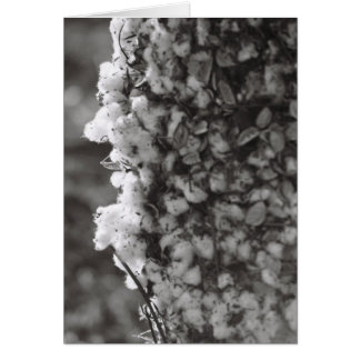 Cartão Colheita de Algodão