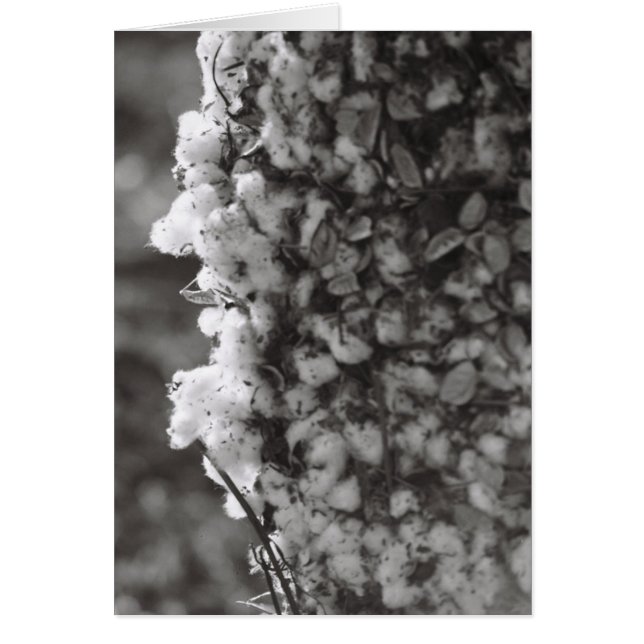 Cartão Colheita de Algodão (Frente)