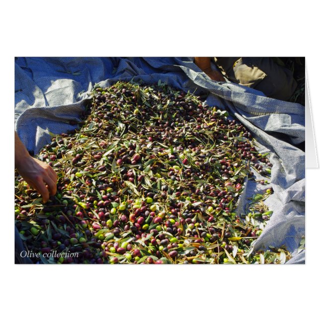 Cartão Colheita de azeitona (Frente horizontal)