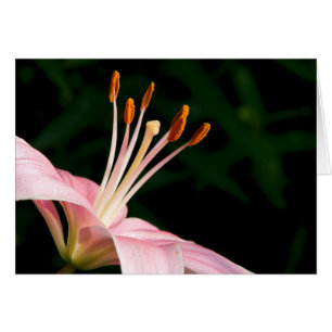Cartão Colheita de Lily Asiática Rosa