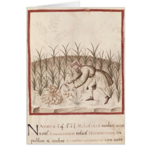 Cartão Colhendo o alho