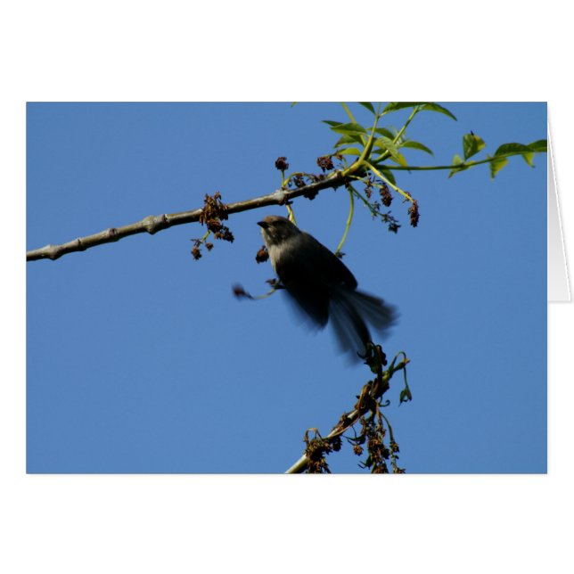 Cartão Colibri (Frente Horizontal)