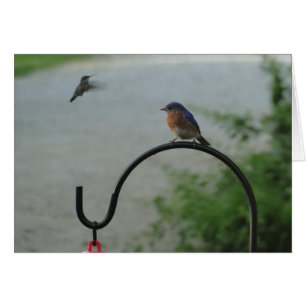 Cartão Colibri & Bluebird, religiosos