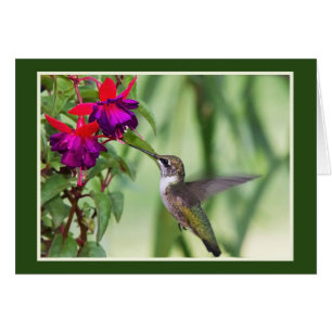 Cartão Colibri com fúcsia