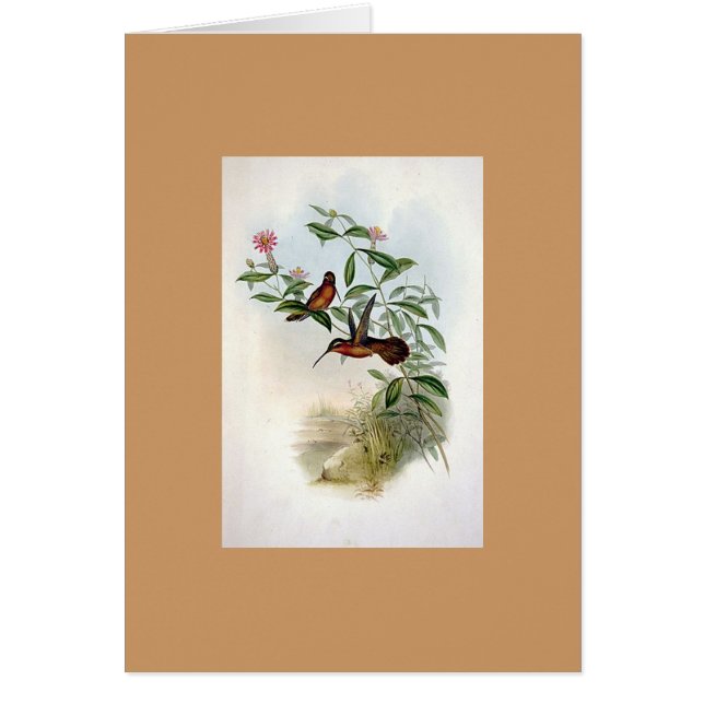 Cartão Colibri do eremita de Gould - de Dohrn (Frente)