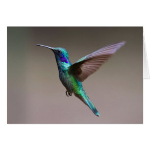 Cartão Colibri em vôo