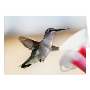 Cartão Colibri no alimentador