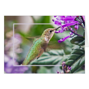 Cartão Colibri ocupado