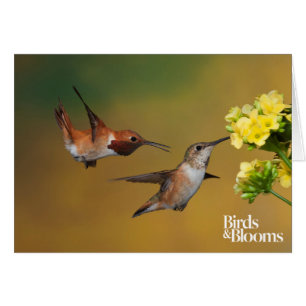 Cartão Colibri Rufous de flutuação