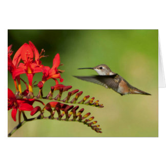 Cartão Colibri Rufous em Lucifer Crocosmia