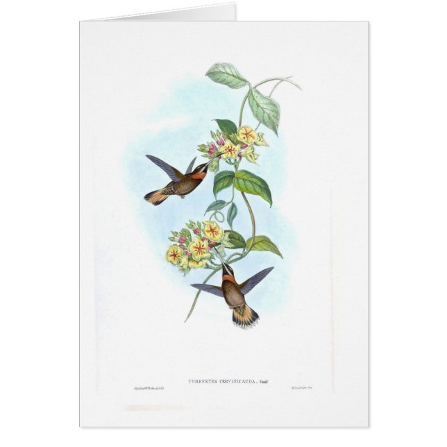 Cartão Colibris (Frente)