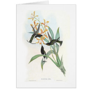 Cartão Colibris