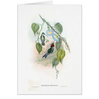 Cartão Colibris