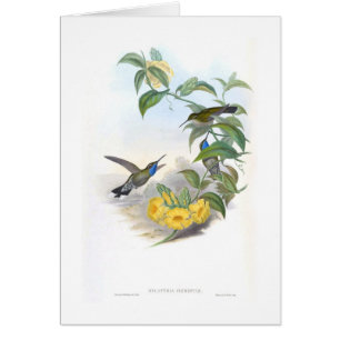 Cartão Colibris