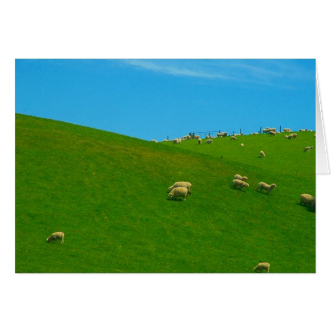 Cartão colina de ovelhas nz (Frente Horizontal)