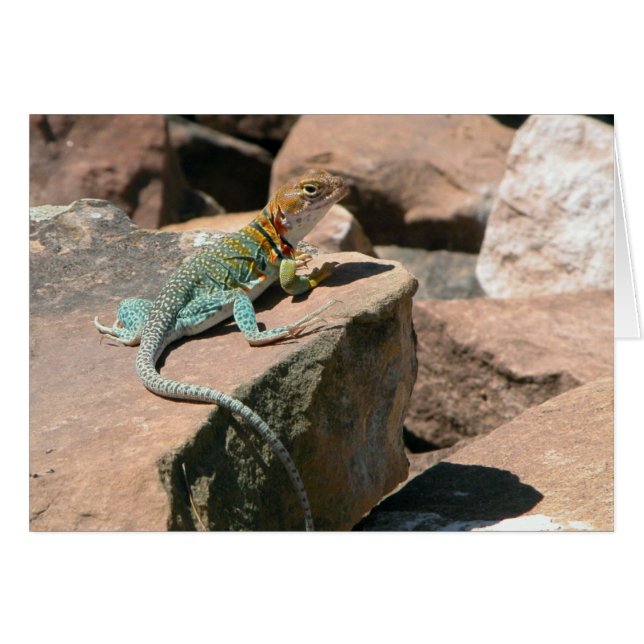 Cartão Collared Lizard, Placa de Vazio Mesa Verde (Frente Horizontal)