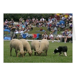 Cartão Collie de Borda em Ação