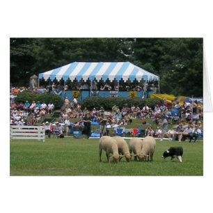 Cartão Collie de Borda em Ação