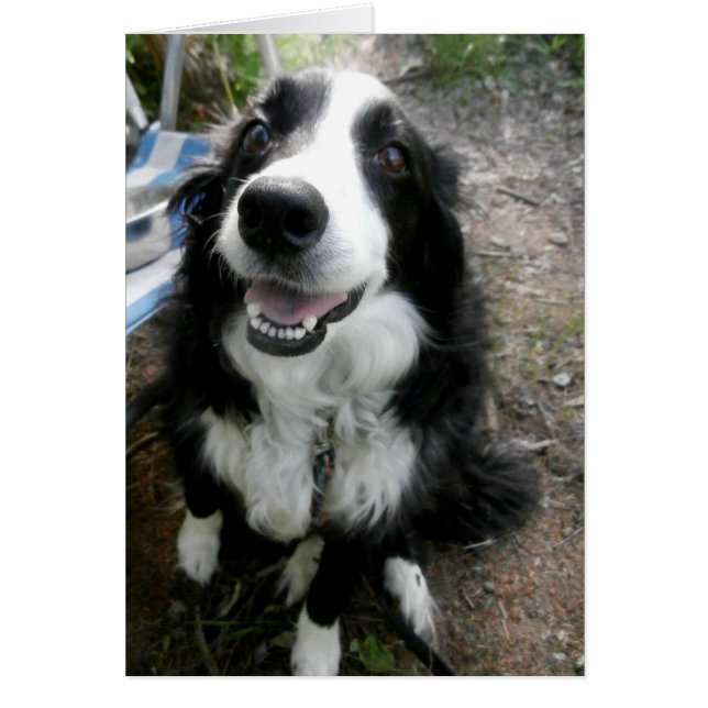 Cartão Collie de Borda Preta e Branca (Frente)