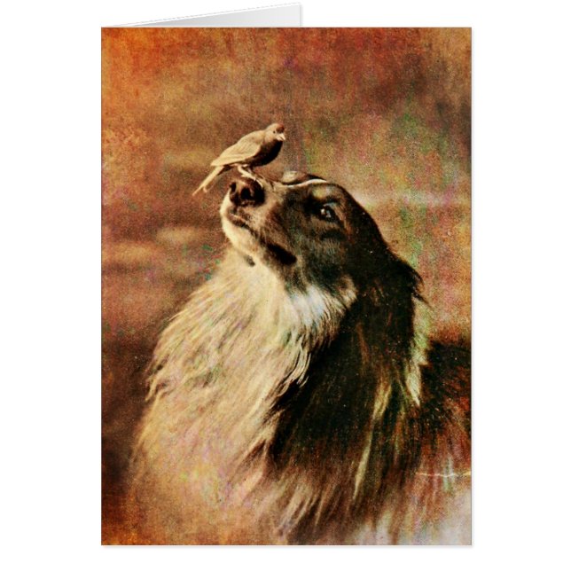 Cartão Collie e Bird (Frente)