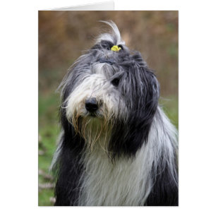 Cartão collie farpado