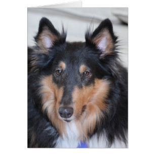 Cartão Collie Head Shot, Casaco de três cores