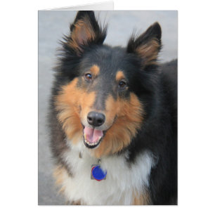 Cartão Collie Head Shot, Casaco de três cores