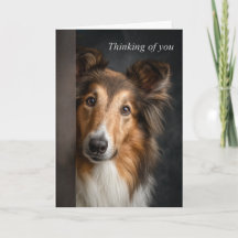 Collie Pensando em Você