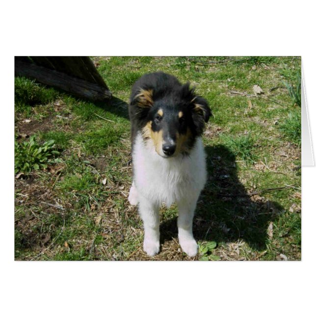 Cartão Collie Pup (Frente horizontal)