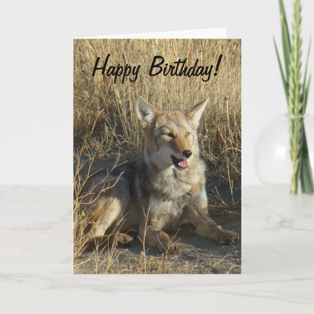 Cartão Colocação do chacal R18 (Frente)