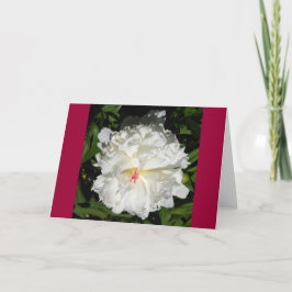 Cartão colônia fecha Paeonia lactiflora
