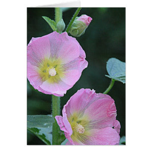 Cartão Coloquem Flores Rosa Hollyhock