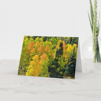 Cartão Colorado Aspen Grove