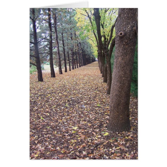 Cartão Colorado Autumn Lane (Frente)