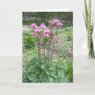 Cartão Colorado Columbine Birthday Card