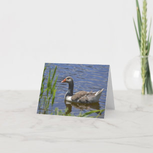 Cartão Colorful Duck Notecard