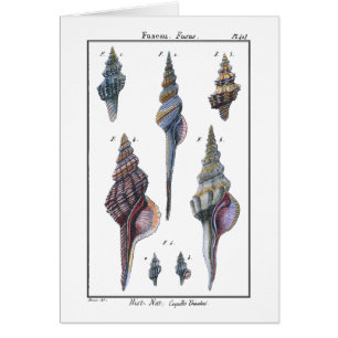 Cartão Coloridos Sete Caivotas