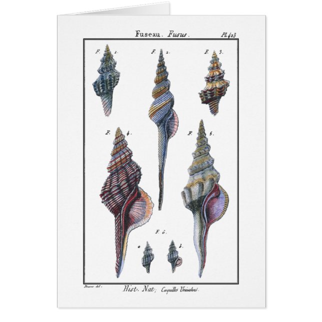 Cartão Coloridos Sete Caivotas (Frente)