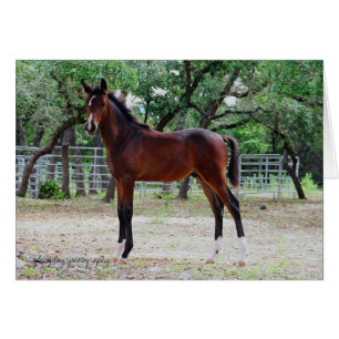 Cartão colt, fotografia glorydaysphoto