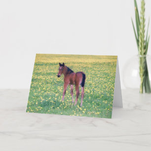 Cartão Colt no Campo de Dandelion
