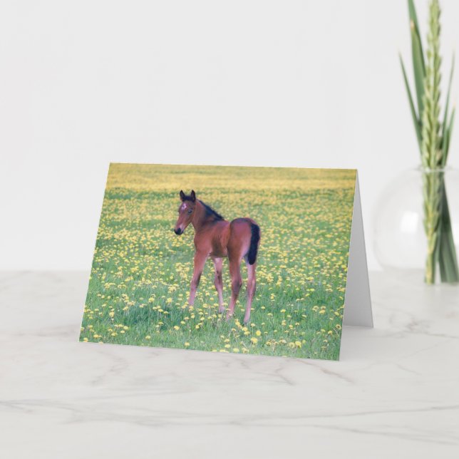 Cartão Colt no Campo de Dandelion (Frente)