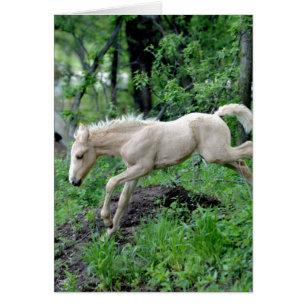 Cartão Colt saltando