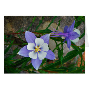 Cartão Columbina azul