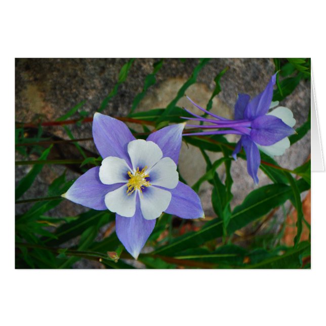 Cartão Columbina azul (Frente Horizontal)