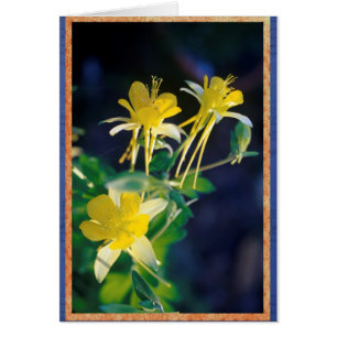 Cartão Columbine. amarelo
