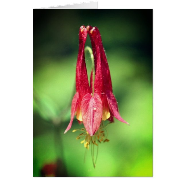 Cartão Columbine Flower Photography Note Card (Frente)