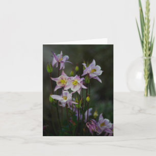 Cartão Columbine Flowers Note Card