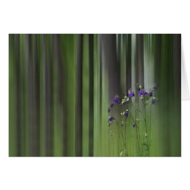 Cartão Columbine Primavera (Frente Horizontal)